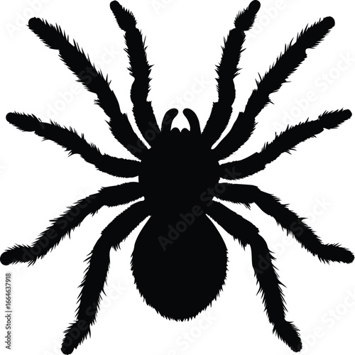 Large tarantula spider silhouette with hairy legs spooky Halloween vector illustration creepy haunted spider design, Spooky hairy tarantula silhouette, Haunted Halloween spider illustration