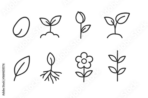Plant growth lifecycle icon set. Linear style nature and gardening symbols. Development stages from seed to flower. Vector seedling, sprout, root, leaf and stem icons.