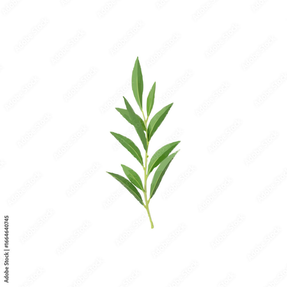 Fototapeta premium Fresh green leaf branch on transparent background
