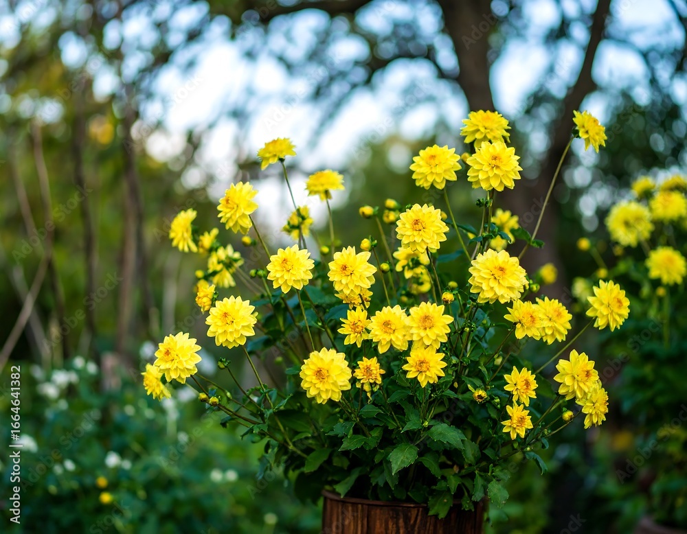 Fototapeta premium Yellow Dahlia Blooms in a Garden