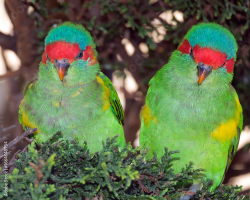 
SWIFT PARROTs Couple