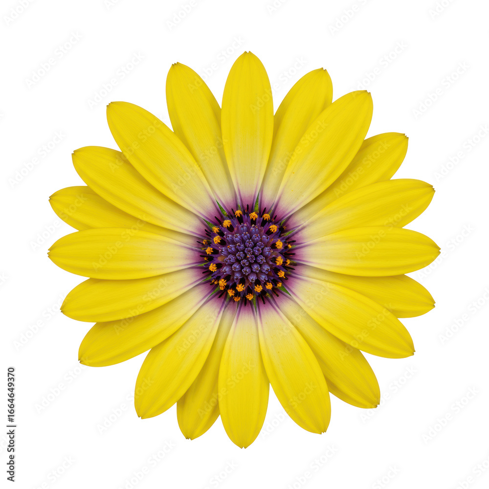 Obraz premium yellow osteospermum flower, dark purple-black center, isolated on transparent background, soft studio light. Concept of natural beauty, purity and optimism