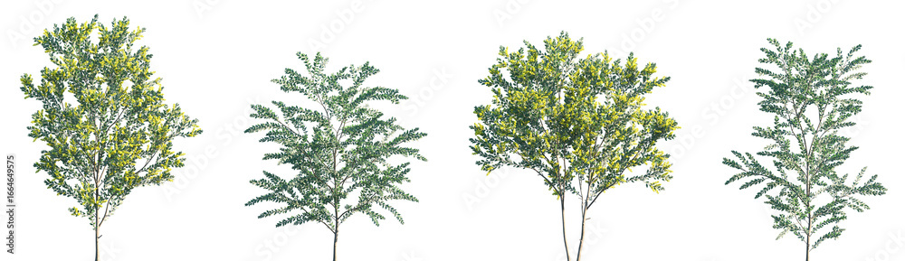 Εκτύπωση καμβά Set of Acacia podalyriifolia (pearl acacia, pearl wattle and silver wattle) blos