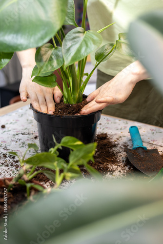 Indoor Gardening – Woman Potting Houseplants on Table