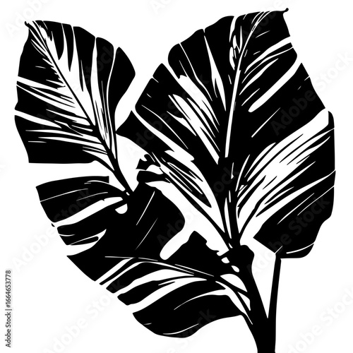 Black and white vector silhouette of a Banana leaf on a white background 