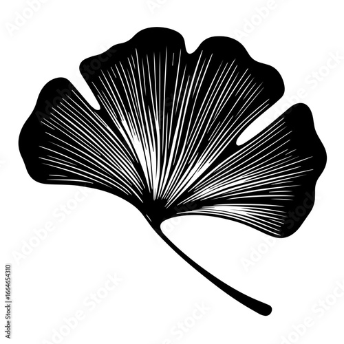 Black and white vector silhouette of a Ginkgo leaf on a white background  