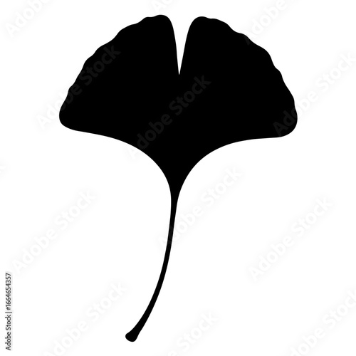 Black and white vector silhouette of a Ginkgo leaf on a white background  
