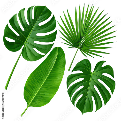 Isolate transparent Various Tropical Green Leaves Isolated on Black Background for Nature Themes PNG die-cut for advertising