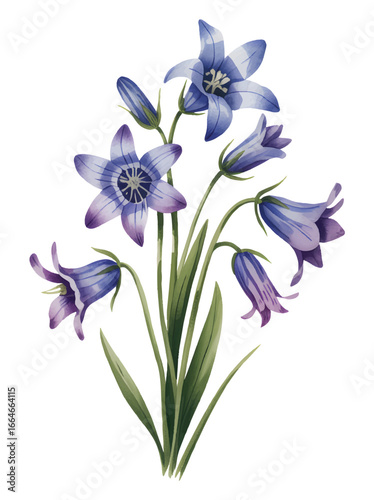 Purple bellflower blossoms with soft watercolor. Elegant botanical watercolor illustration of purple flower
