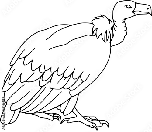 A line drawing of a vulture standing with its head turned to the right and visible feathers and claws