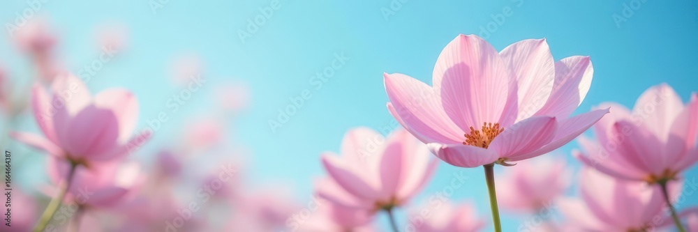 Obraz premium Soft focus pastel petals against vivid blue sky , vibrant, sun, meadow