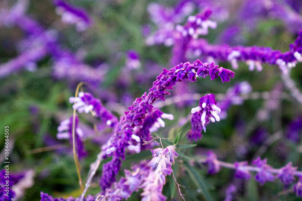 Obraz premium Nahaufnahme von den leuchtend violetten Blüten der Salbei-Pflanze Salvia