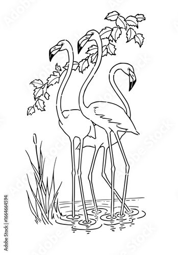 Three flamingos standing in water with reeds and foliage in a black and white line drawing style