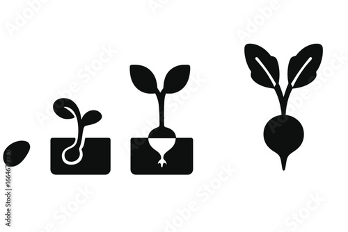 Radish Growth Stages Icons, Solid Filled Vector Set Showing Seed, Sprout, Seedling, Small Radish, and Mature Plant Illustration for Agriculture and Gardening