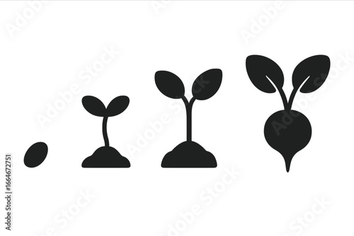 Radish Growth Stages Icons, Solid Filled Vector Set of 4, Seed to Mature Radish Plant, Sprout, Seedling, Small Radish, Root Vegetable Development Illustration
