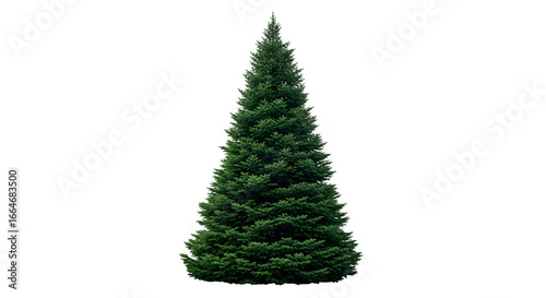Lush Green Christmas Tree with Dense Branches in Classic Shape for Holiday Decoration