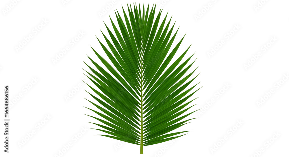 Obraz premium Vibrant Green Palm Leaf on Transparent Background for Nature and Botanical Designs