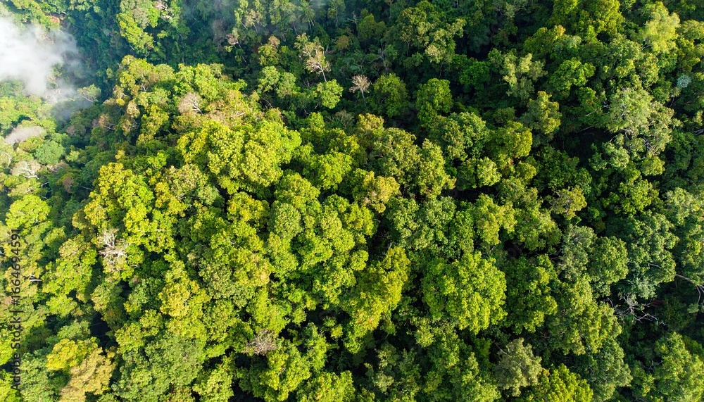 Naklejka premium Aerial View of Lush Green Forest Canopy