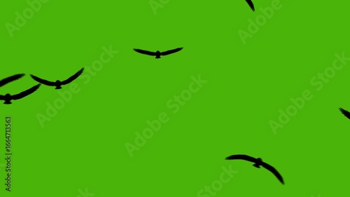 Flock of crows flying forward. bird animation isolated green background. 4k footage horror attack