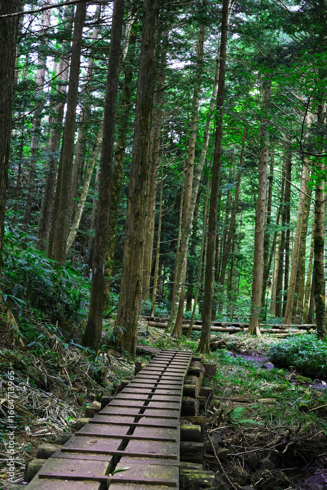 Obraz premium Peaceful Summer Highland Forest Path with Moss and Healing Green Background