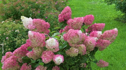Close-up of flowers swaying in the wind.  Soft floral background.