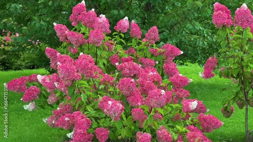 Close-up of flowers swaying in the wind.  Soft floral background.