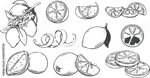 Delicate hand drawn lemon fruit illustrations in variety of cuts and compositions