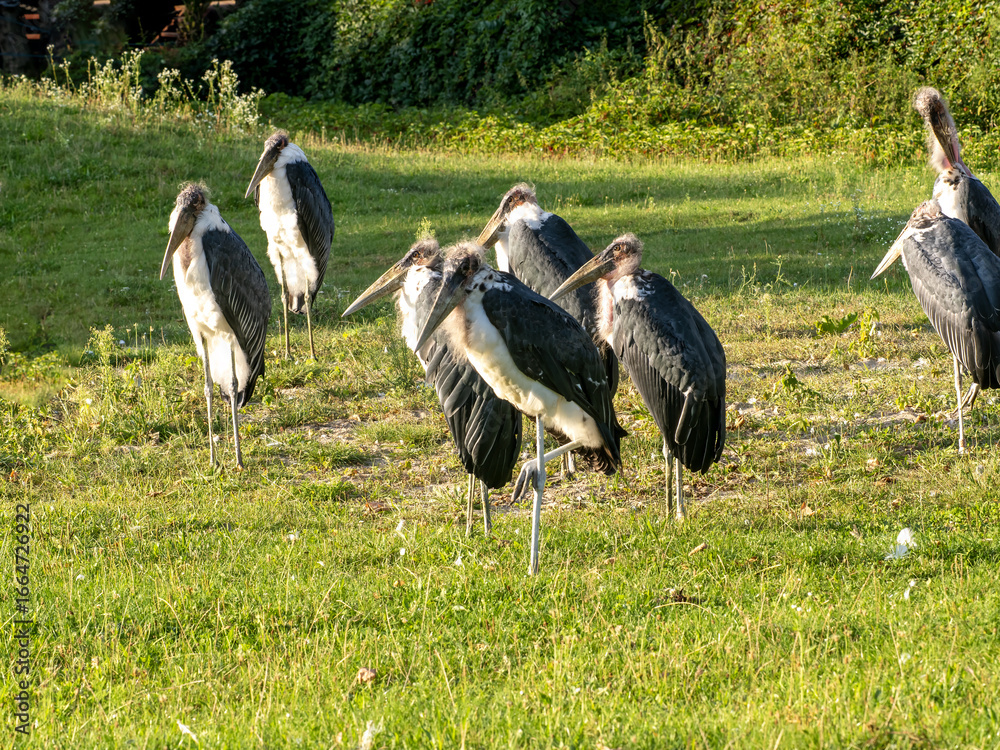 Fototapeta premium The Greater Adjutant is one of the world’s rarest storks—and certainly one of the most misunderstood. But this scavenger plays a vital role in cleaning up ecosystems, especially in urban areas where.