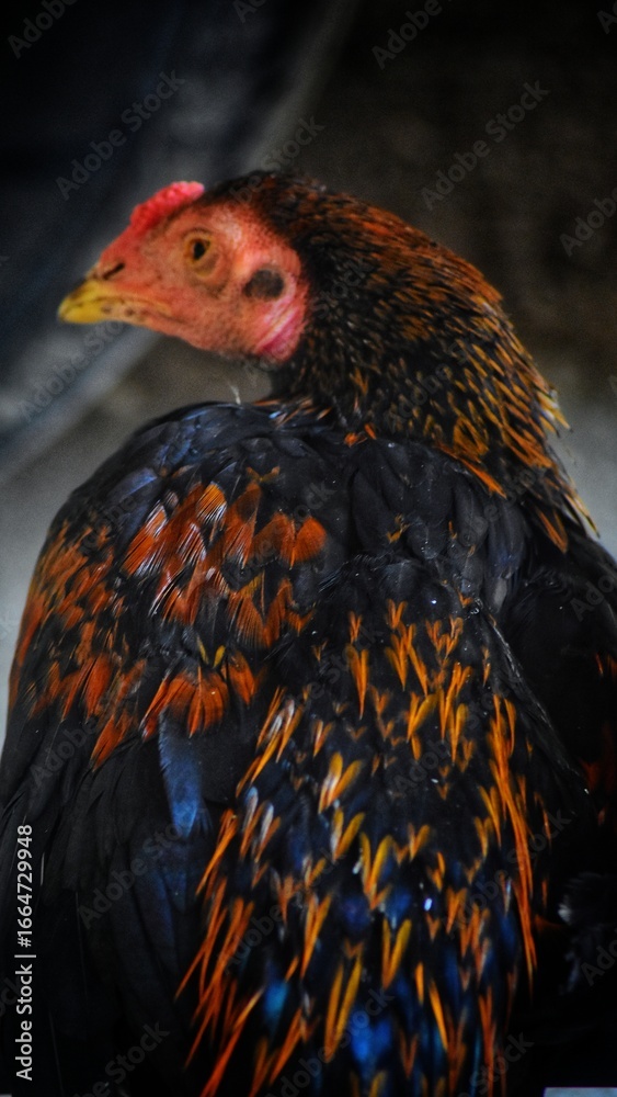 Fototapeta premium Portrait of a male Javanese rooster standing with black and red feathers