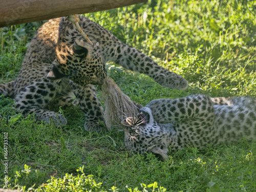 The Persian leopard, is one of the largest and most majestic subspecies of leopard. Native to the rugged mountains and forests of Western and Central Asia, this elusive big cat .