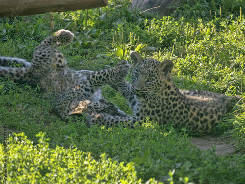 The  Persian leopard, is one of the largest and most majestic subspecies of leopard. Native to the rugged mountains and forests of Western and Central Asia, this elusive big cat .
