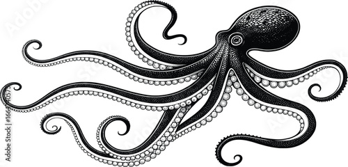 octopus silhouette black color vector 