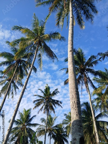 Фотография Tropical palms sway against a blue sky, their green fronds and coconuts rustling