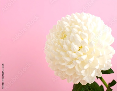 Close-up of a single white chrysanthemum against a pale pink background