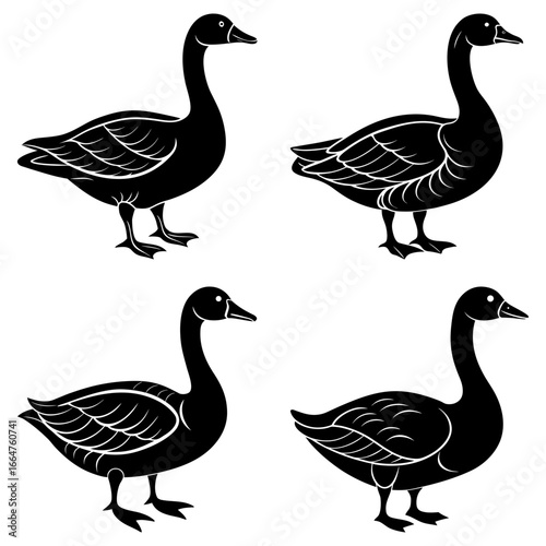 Four black geese in various poses showcasing their elegant necks and detailed feather patterns on a white backdrop