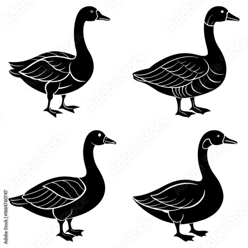 Four stylized black geese in various poses standing on the ground with white background vector illustration