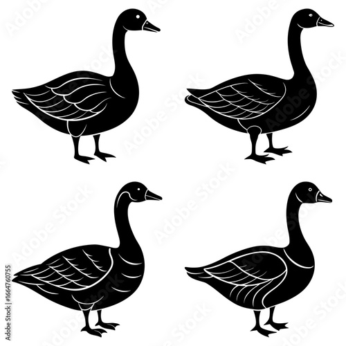 Four black geese standing in different positions with white background vector illustration