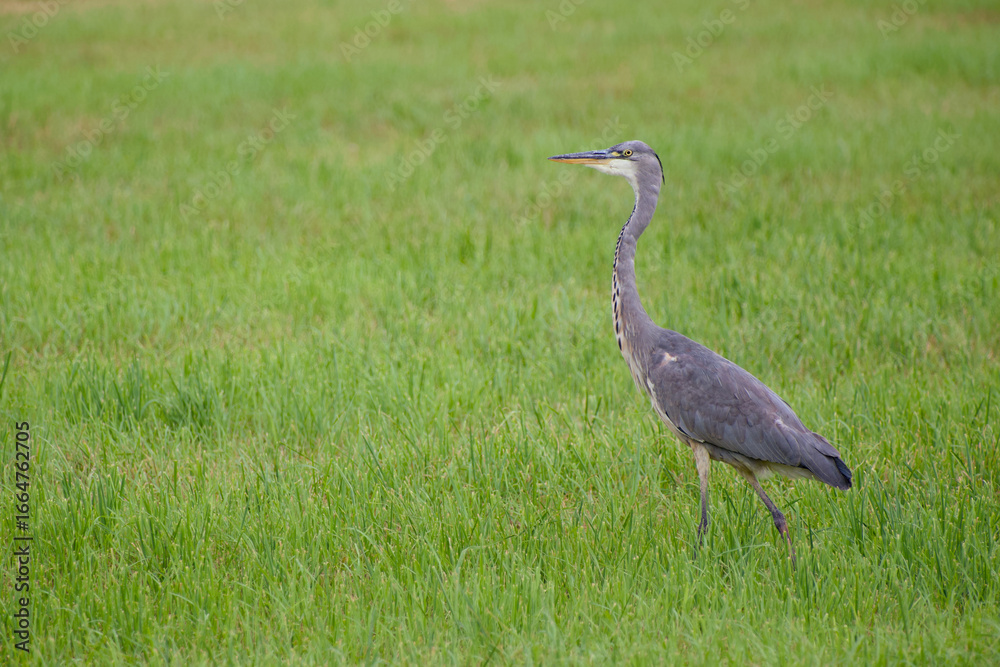 Fototapeta premium Elegant wild grey heron captured on a grassy field