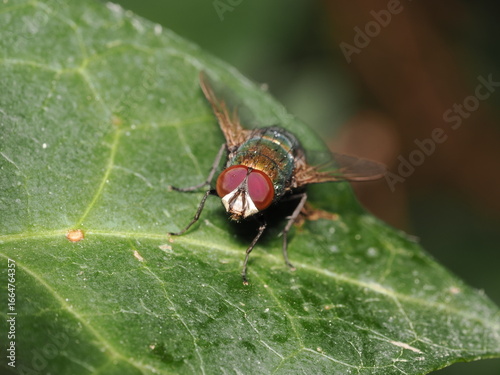 Lucilia sericata es una mosca verde metálica, cuyas larvas se alimentan de tejido muerto y se usan en medicina para limpiar heridas.