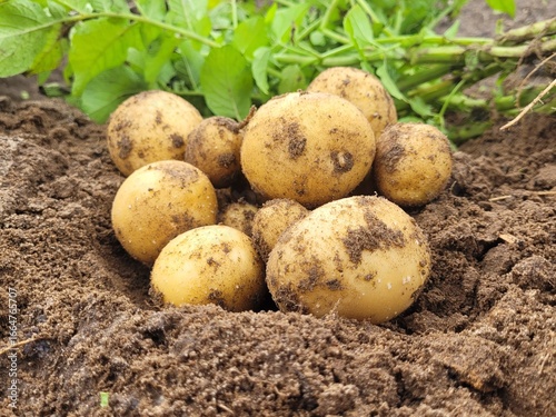 Freshly harvested potatoes in a field.Harvesting organic potatoes. Agriculture and farming