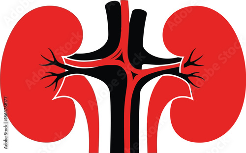 Healthy kidneys medical illustration blood vessels renal system anatomy vector