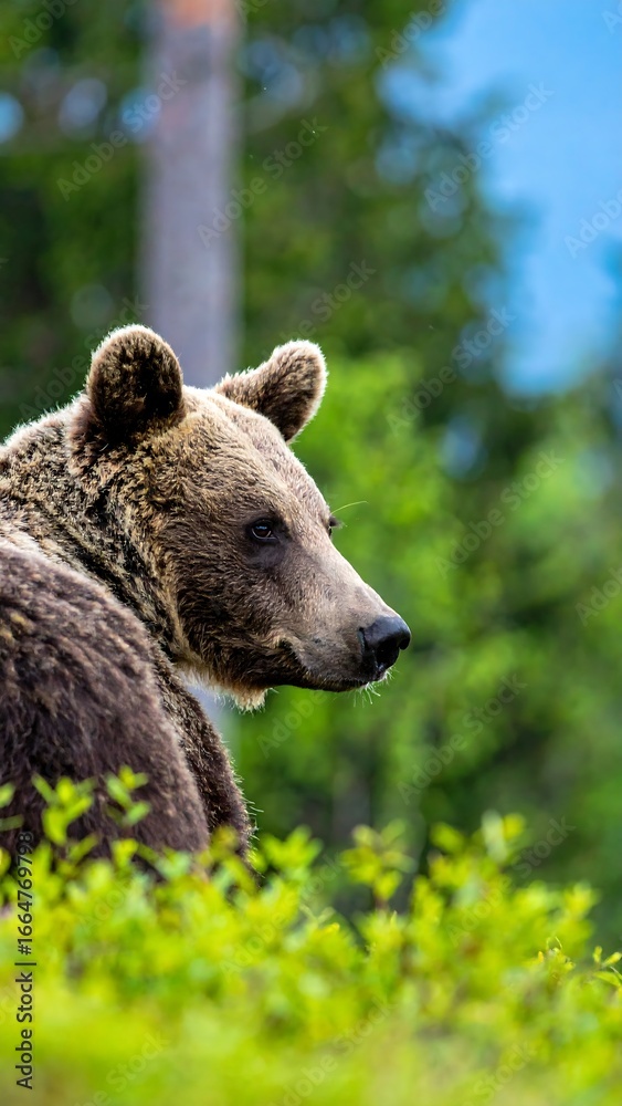 Obraz premium Brown bear profile in forest