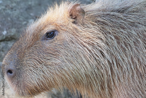 Wallpaper Mural カピバラ Torontodigital.ca