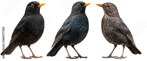 Blackbird, Turdus merula, standing isolated on transparent background. Detailed closeup of feathers, beak, and posture. Ideal for wildlife, ornithology, and nature-themed visuals.