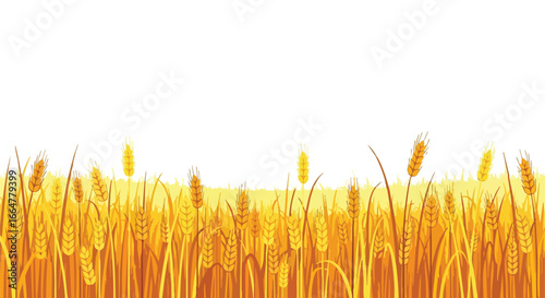 Golden Wheat Field Vector Illustration with White Space for Text Overlay Ready for Design Applications