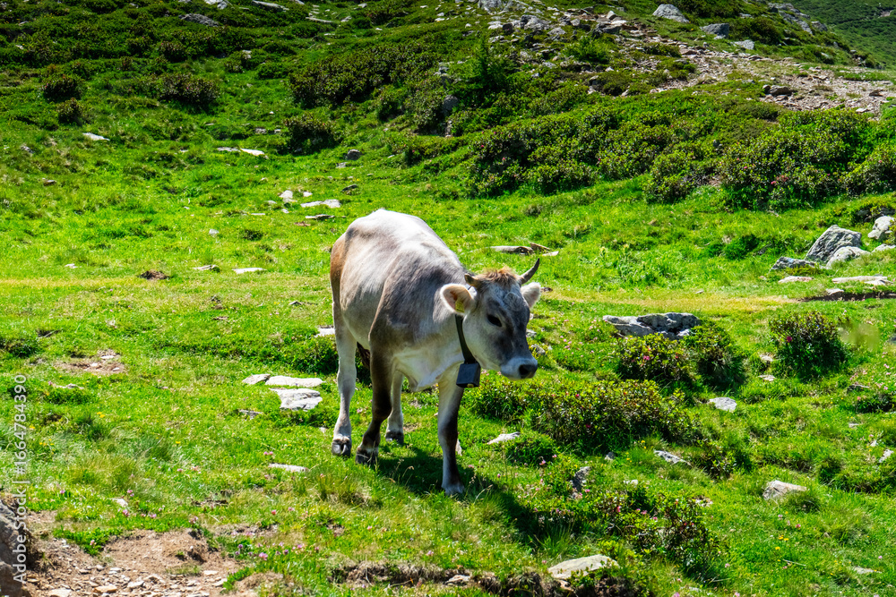 Obraz premium Cow on a Alm near the Hirzer Hütte 