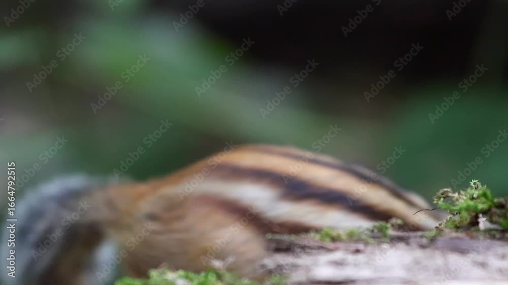 squirrel in the forest squirrel in the forest