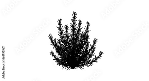 highresolution rosemary bush silhouette transparent background png for design projects digital compositions