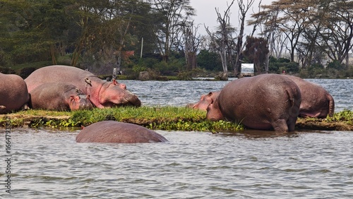 Naivasha lake & Crescent Island, Kenya