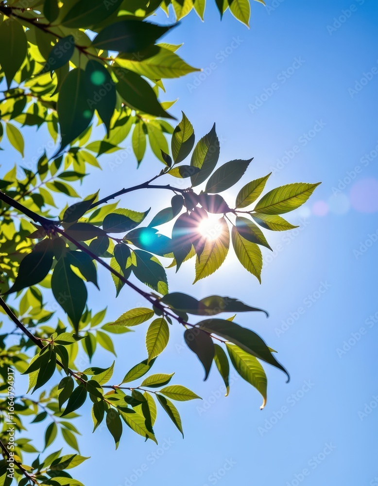 Obraz premium Sunlight streams through a canopy of leaves, creating a dappled effect on the bright blue sky, tranquil, dappled